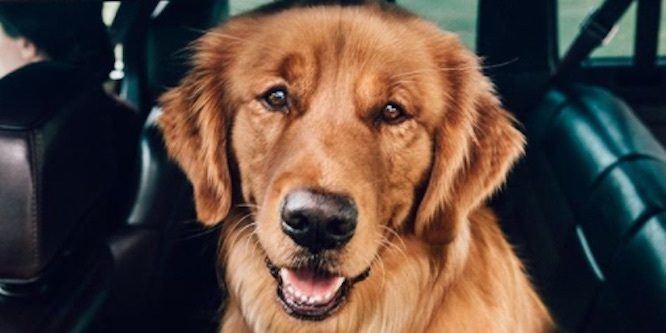 Aspen the Mountain Pup Age, Birthday, Birthplace, Bio, Zodiac &  Family