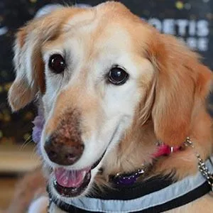 Chi Chi Rescue Dog birthday on January 5, 2014