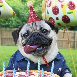 Doug The Pug Age, Birthday, Birthplace, Bio, Zodiac &  Family