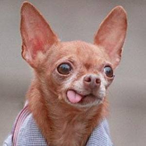 Mervin the Chihuahua Age, Birthday, Birthplace, Bio, Zodiac &  Family