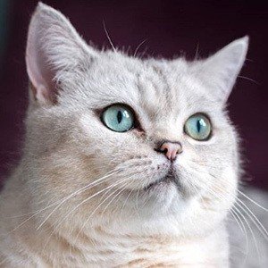 Nuri the Cat Age, Birthday, Birthplace, Bio, Zodiac &  Family